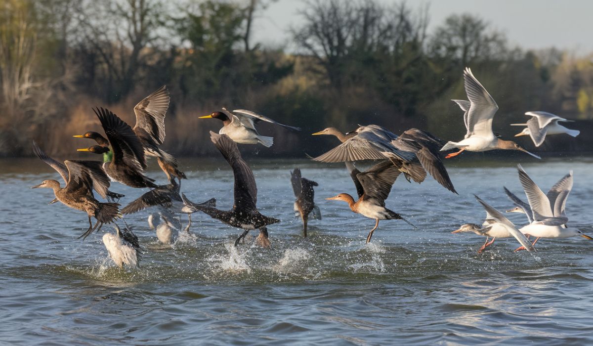 Water Birds: Nature’s Aquatic Wonders