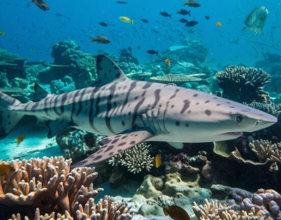 Bamboo Shark: The Gentle and Mysterious Ocean Dweller